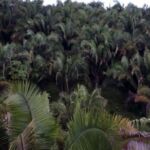 Foto 3 - A palmeira-jaci (Attalea butyracea) é uma das espécies mais comuns na parte norte e noroeste de Rondônia, que praticamente desaparece em direção ao sul do estado.