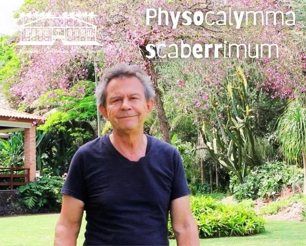 Physocalymma scaberrimum –  A Magnífica Árvore Nativa do Brasil